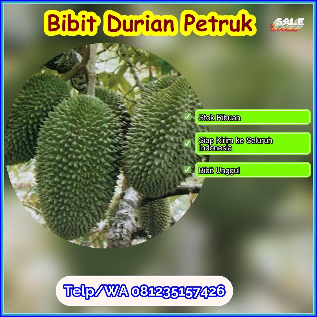 Jual Bibit Durian Petruk Bolaang Mongondow Timur