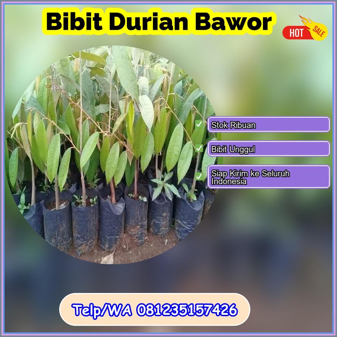 Pusat Pembibitan Bibit Durian Bawor Cilacap