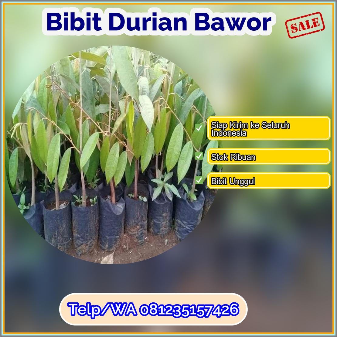 Harga Bibit Durian Bawor Kota Singkawang