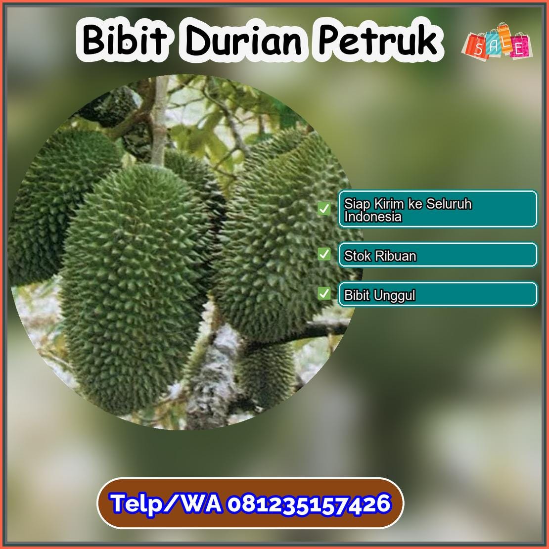 Grosir Bibit Durian Petruk Teluk Bintuni