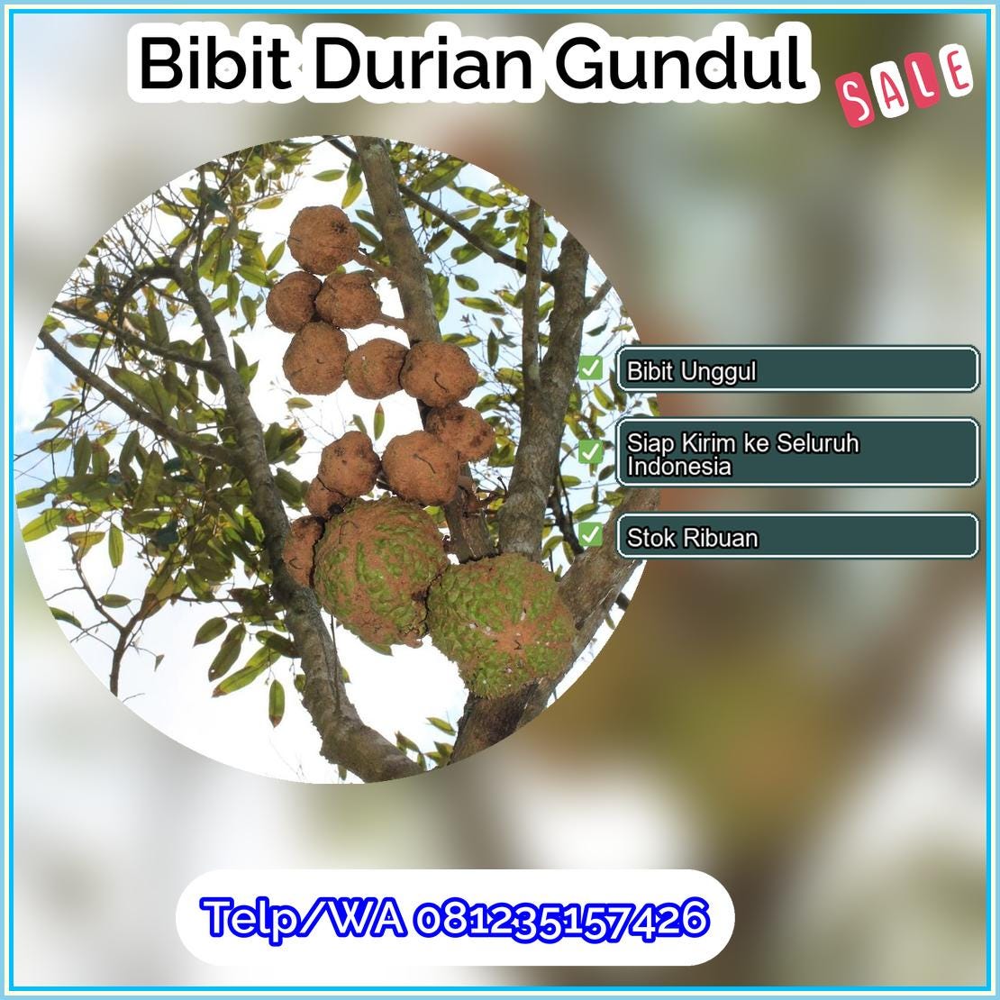 Harga Bibit Durian Gundul Banggai Laut