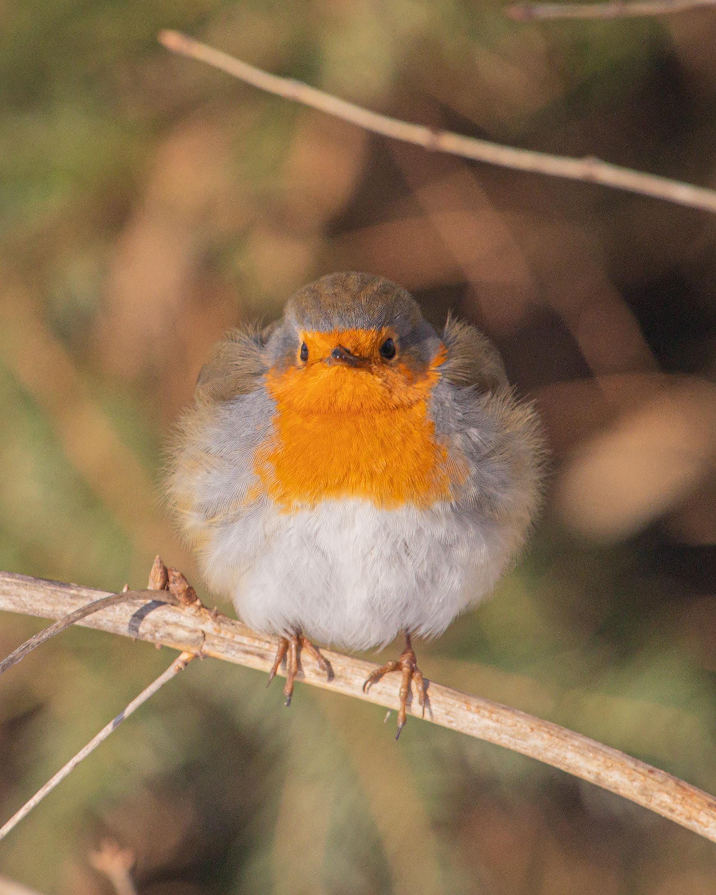 Not our robin but still a goofball
