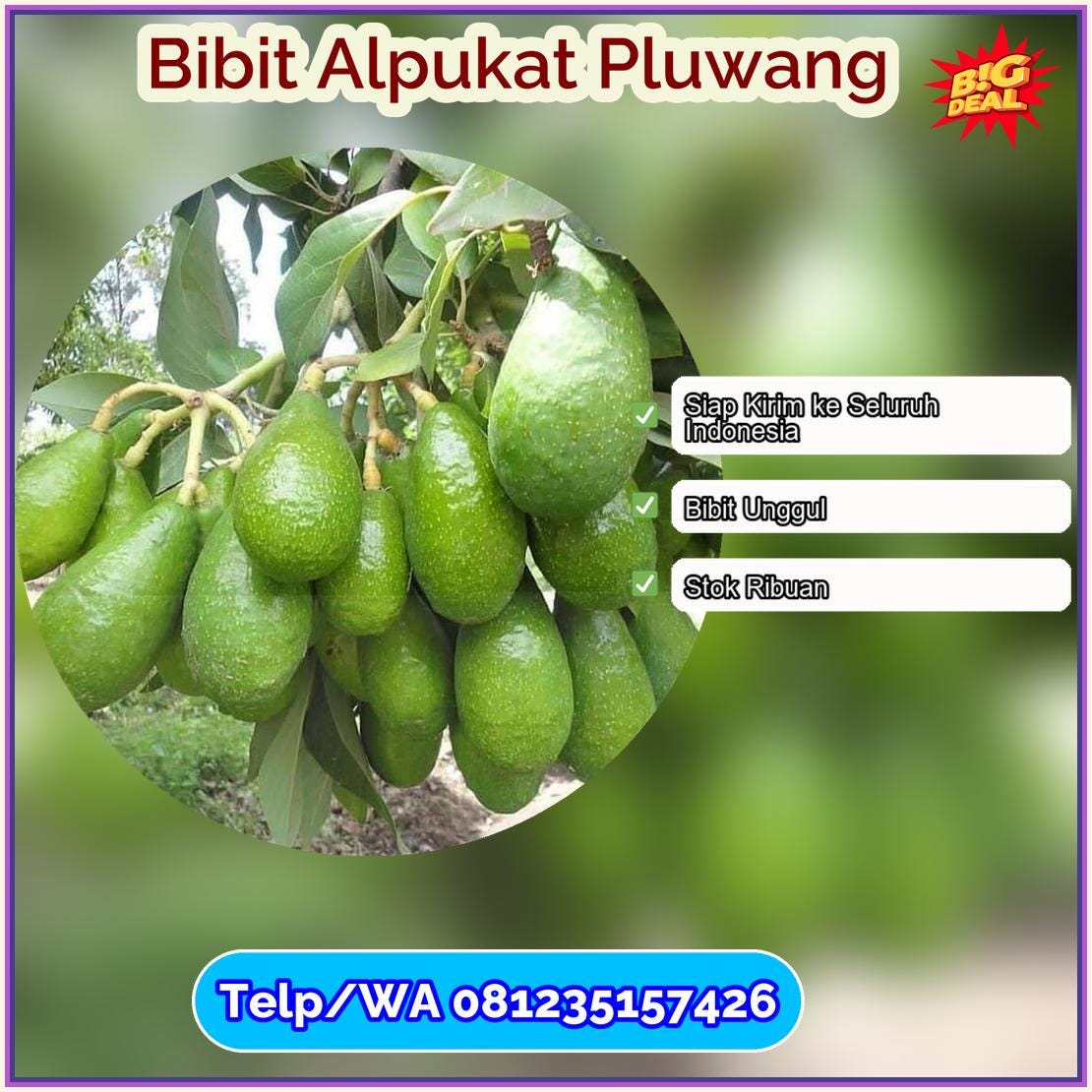 Jual Bibit Alpukat Pluwang