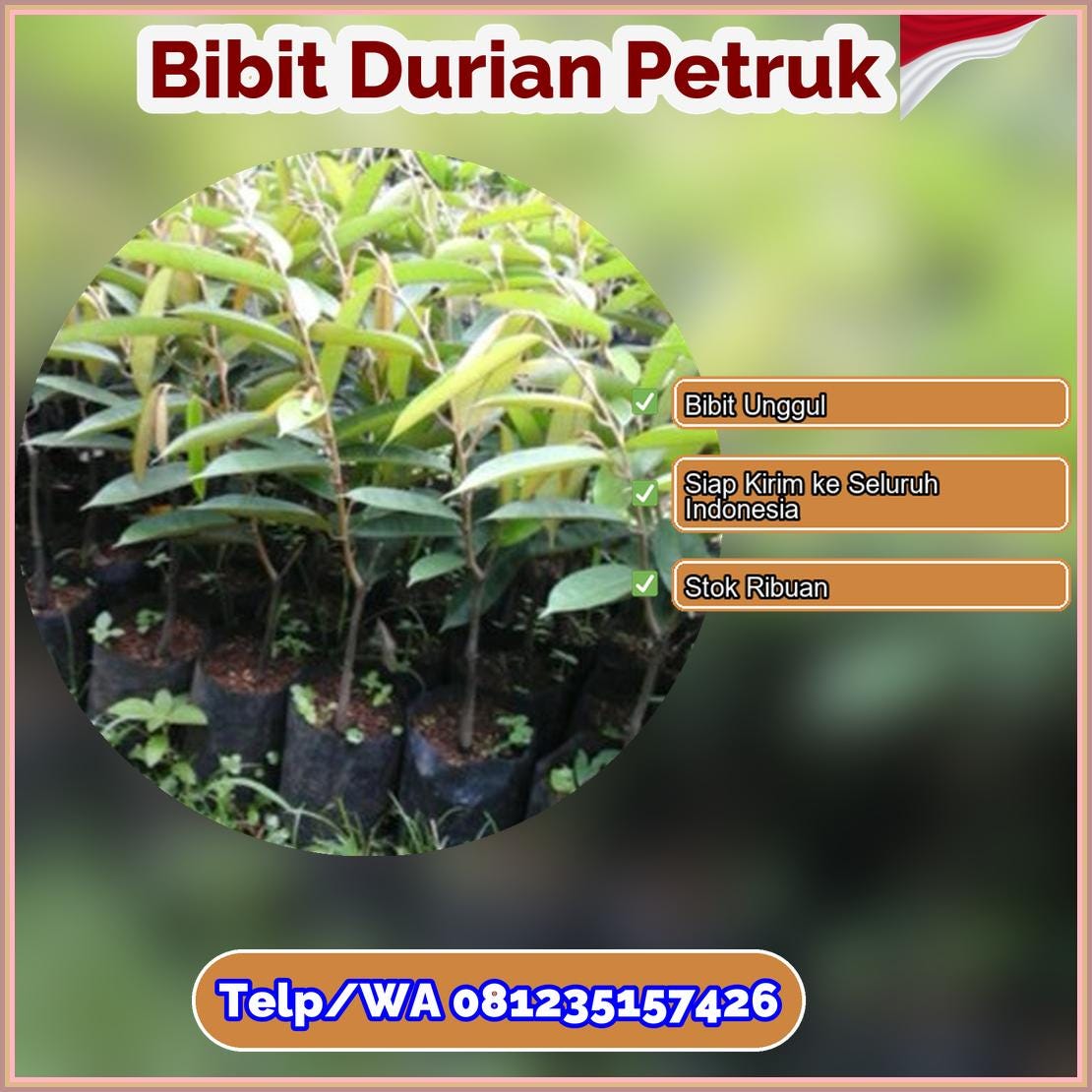 Supplier Bibit Durian Petruk Musi Rawas Utara