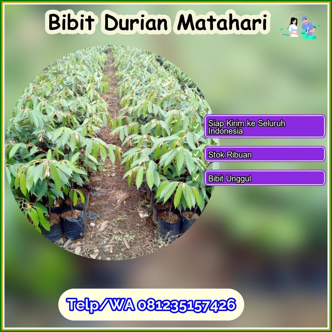 Jual Bibit Durian Matahari Klaten