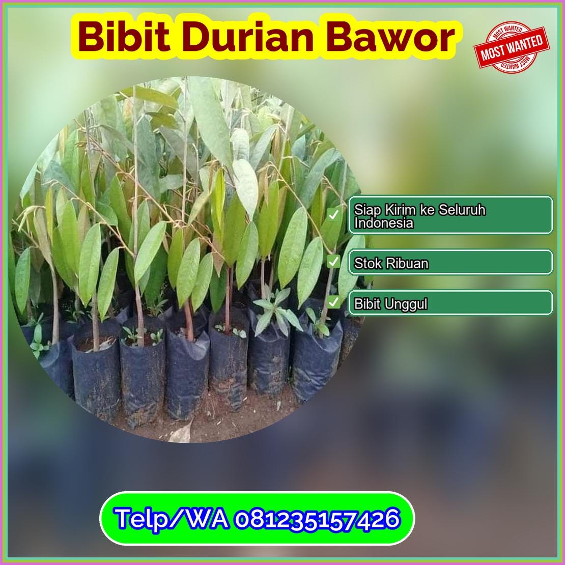 Jual Bibit Durian Bawor Grobogan