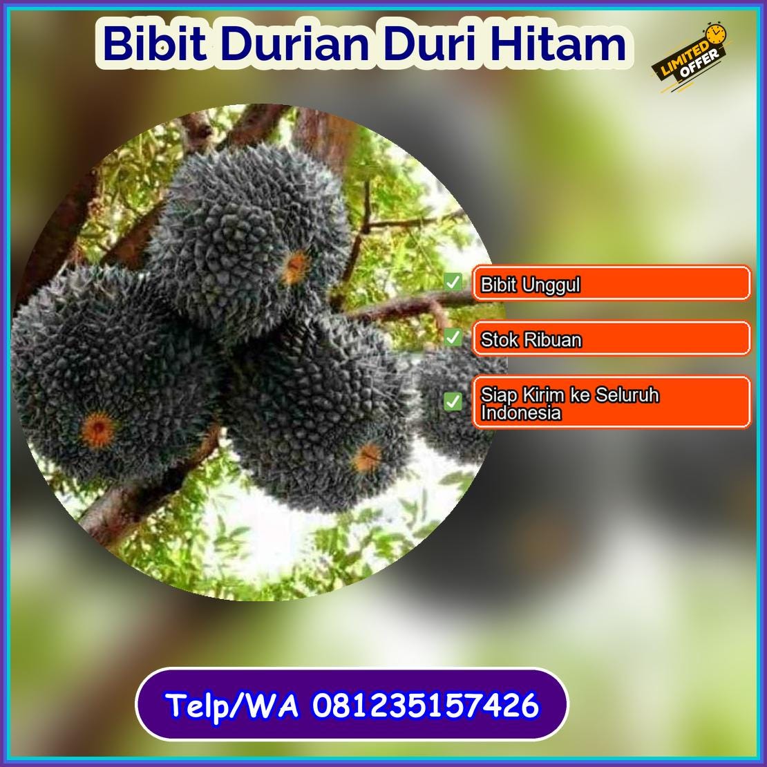 Pusat Pembibitan Bibit Durian Duri Hitam Murung Raya