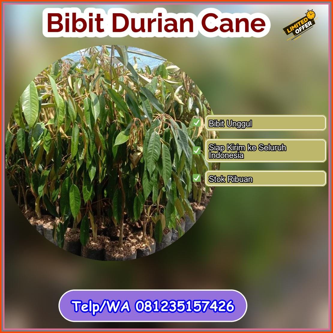 Supplier Bibit Durian Cane Bandung Barat