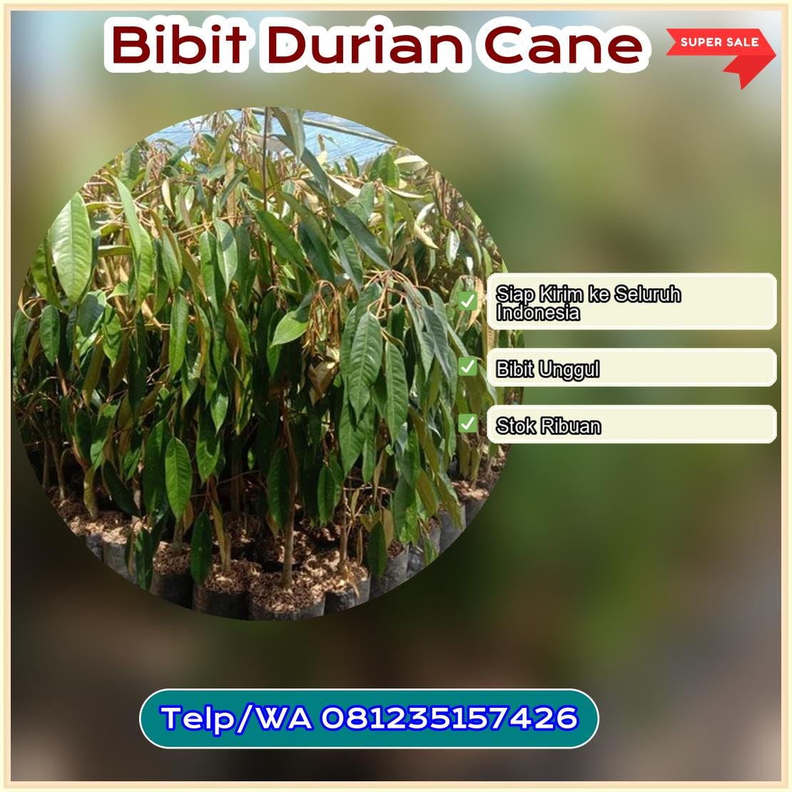 Jual Bibit Durian Cane Kota Gorontalo