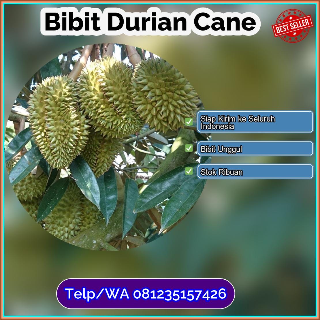 Jual Bibit Durian Cane Tegal