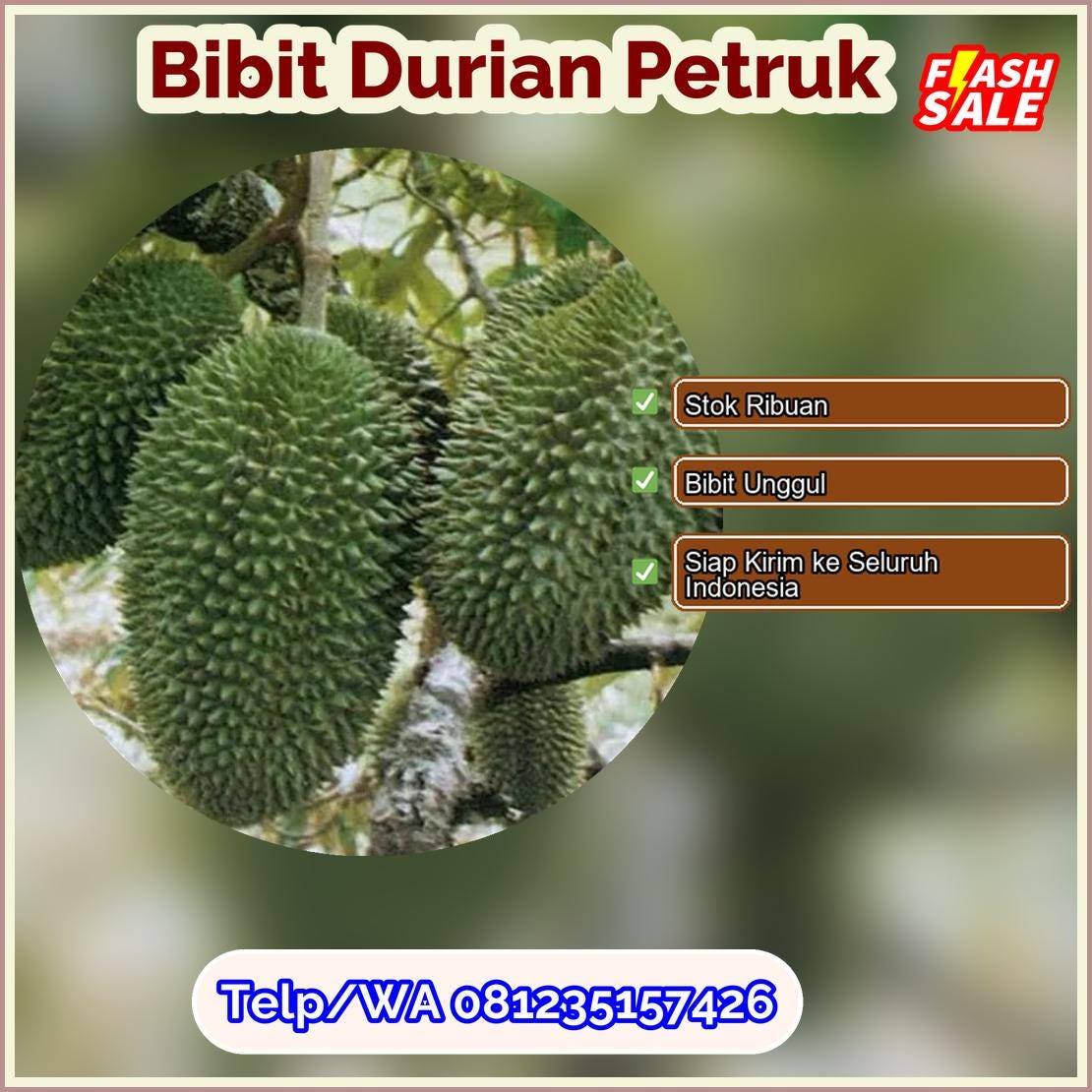 Harga Bibit Durian Petruk Kota Ambon