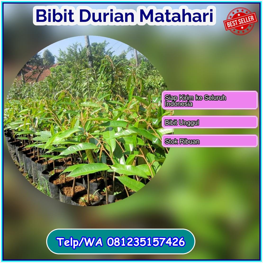 Pusat Pembibitan Bibit Durian Matahari Batang