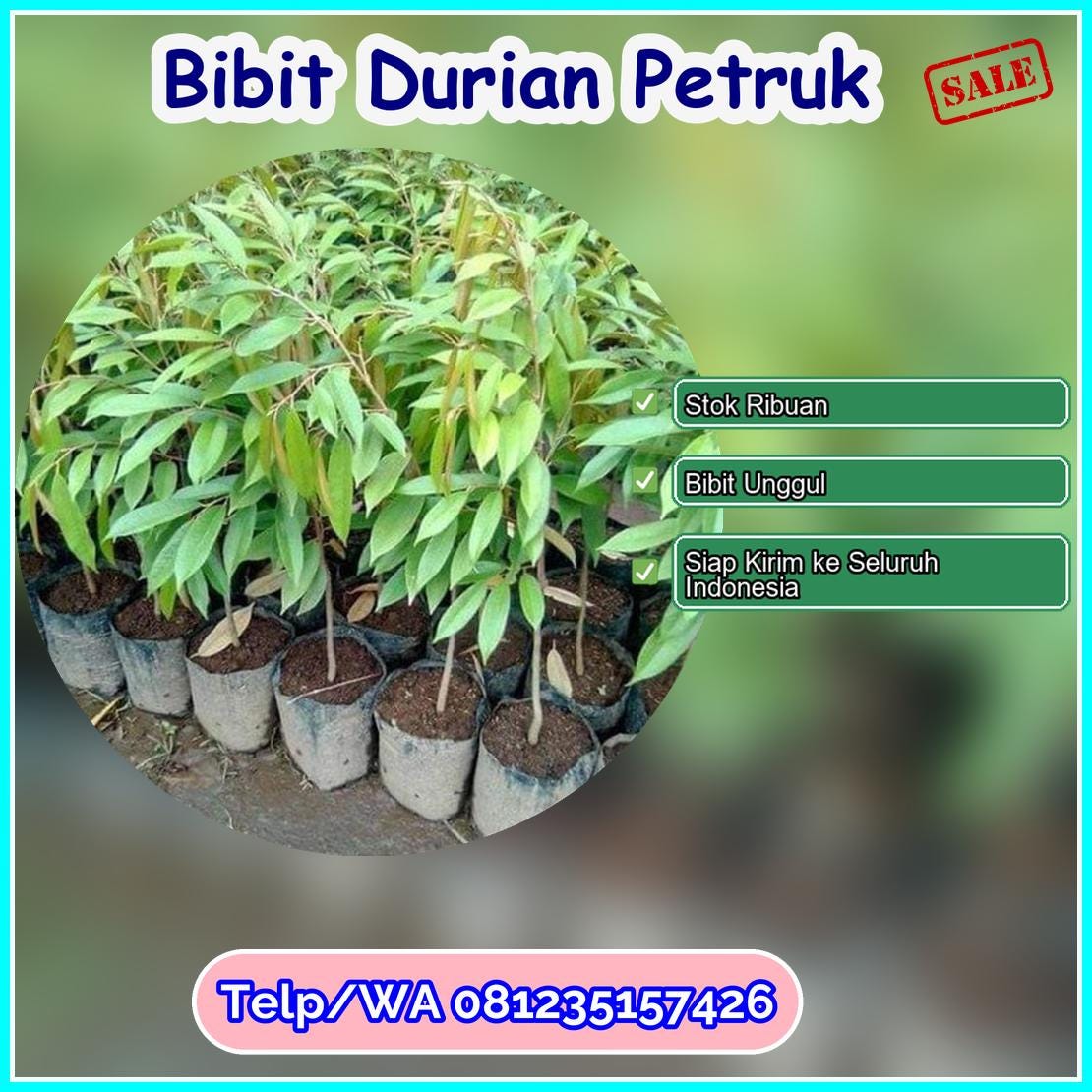 Jual Bibit Durian Petruk Lembata