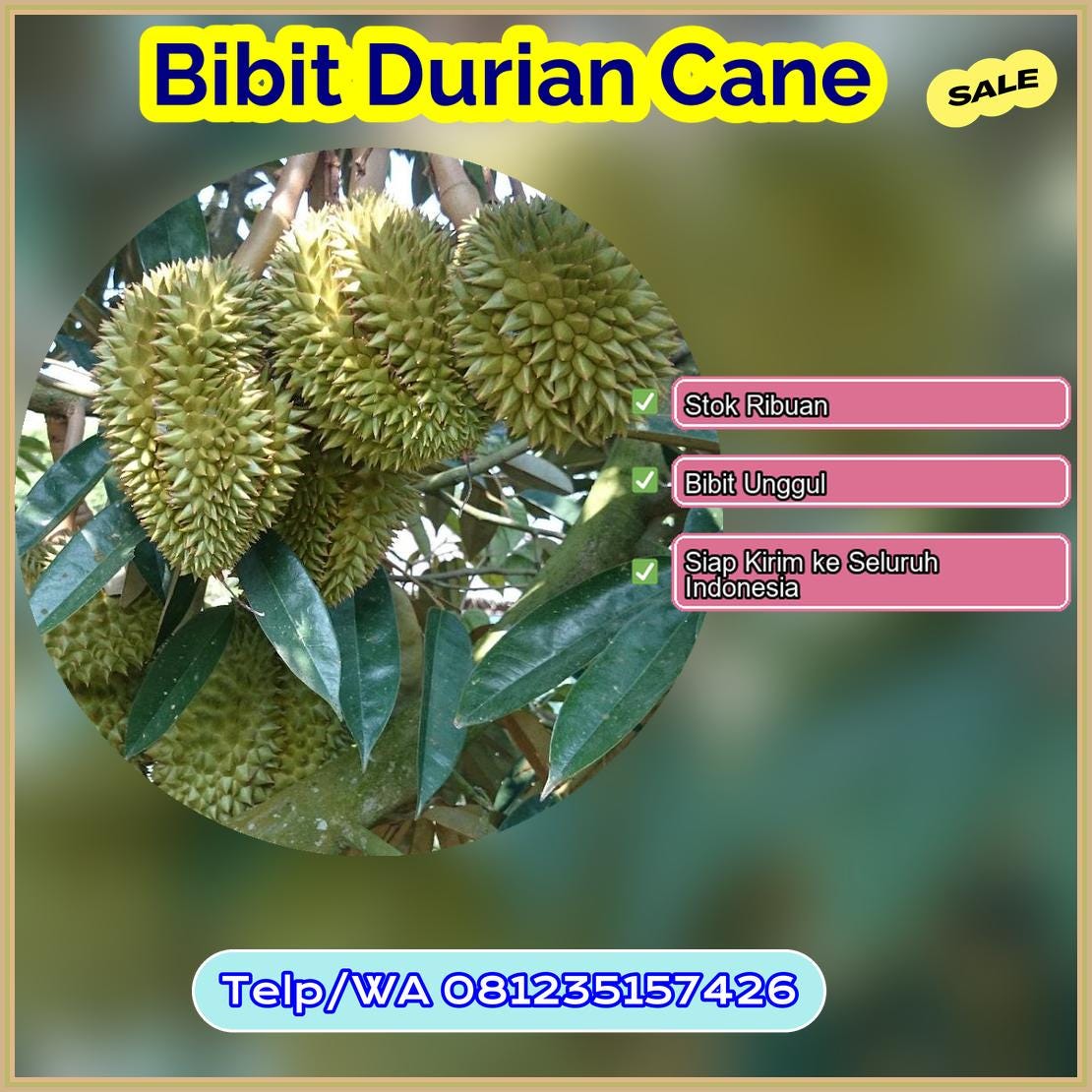 Grosir Bibit Durian Cane Tapin