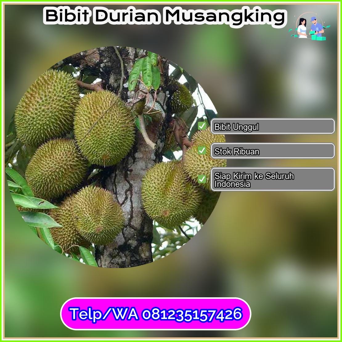 Supplier Bibit Durian Musangking Takalar