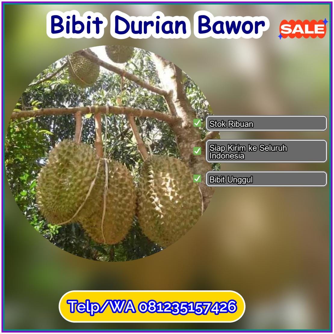 Harga Bibit Durian Bawor Kota Singkawang