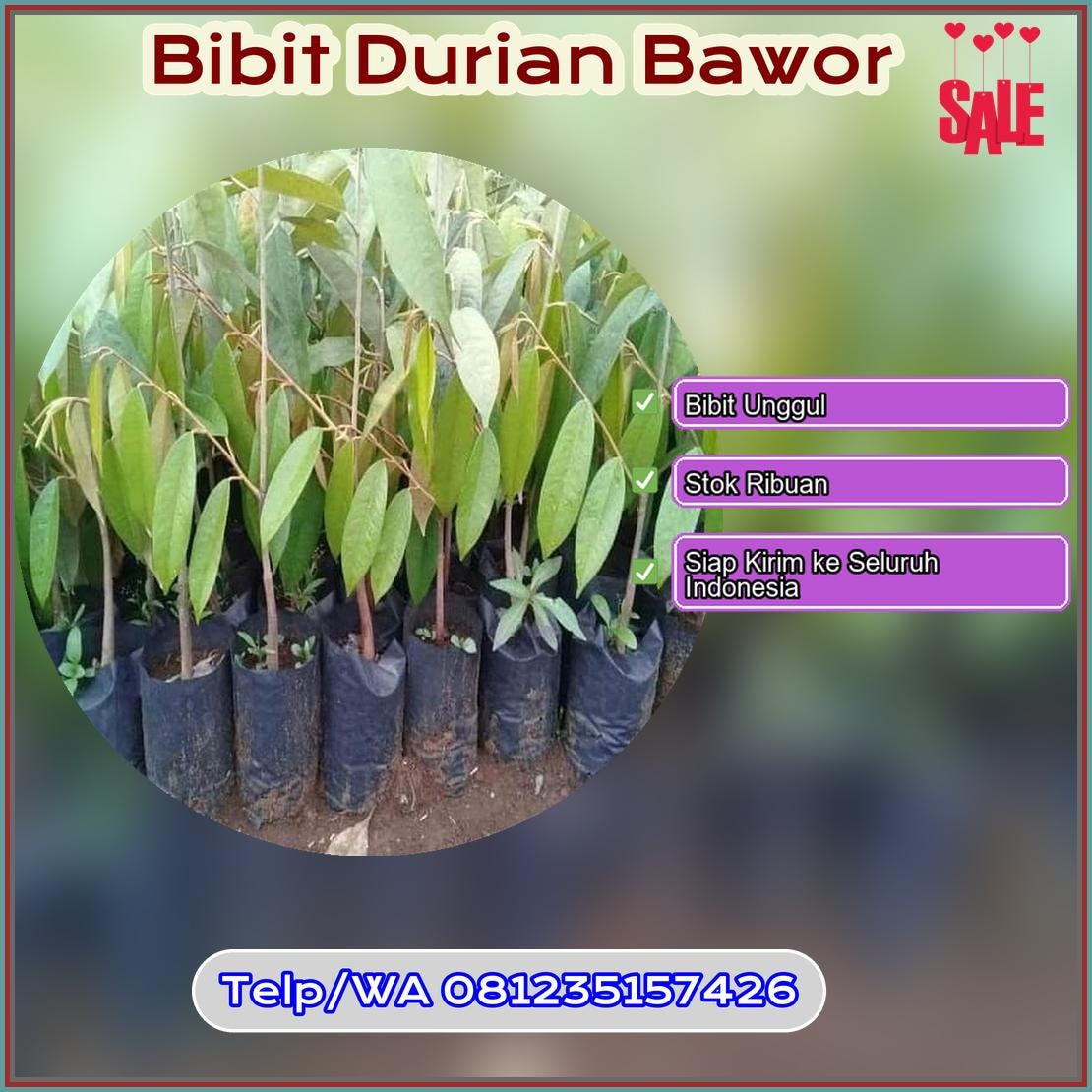 Grosir Bibit Durian Bawor Purbalingga