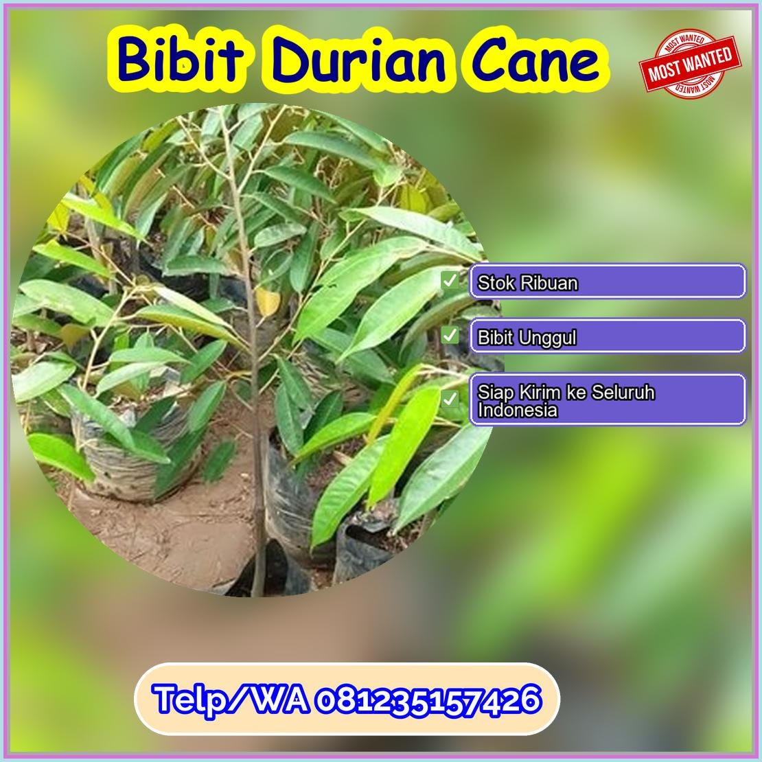 Harga Bibit Durian Cane Bandung Barat