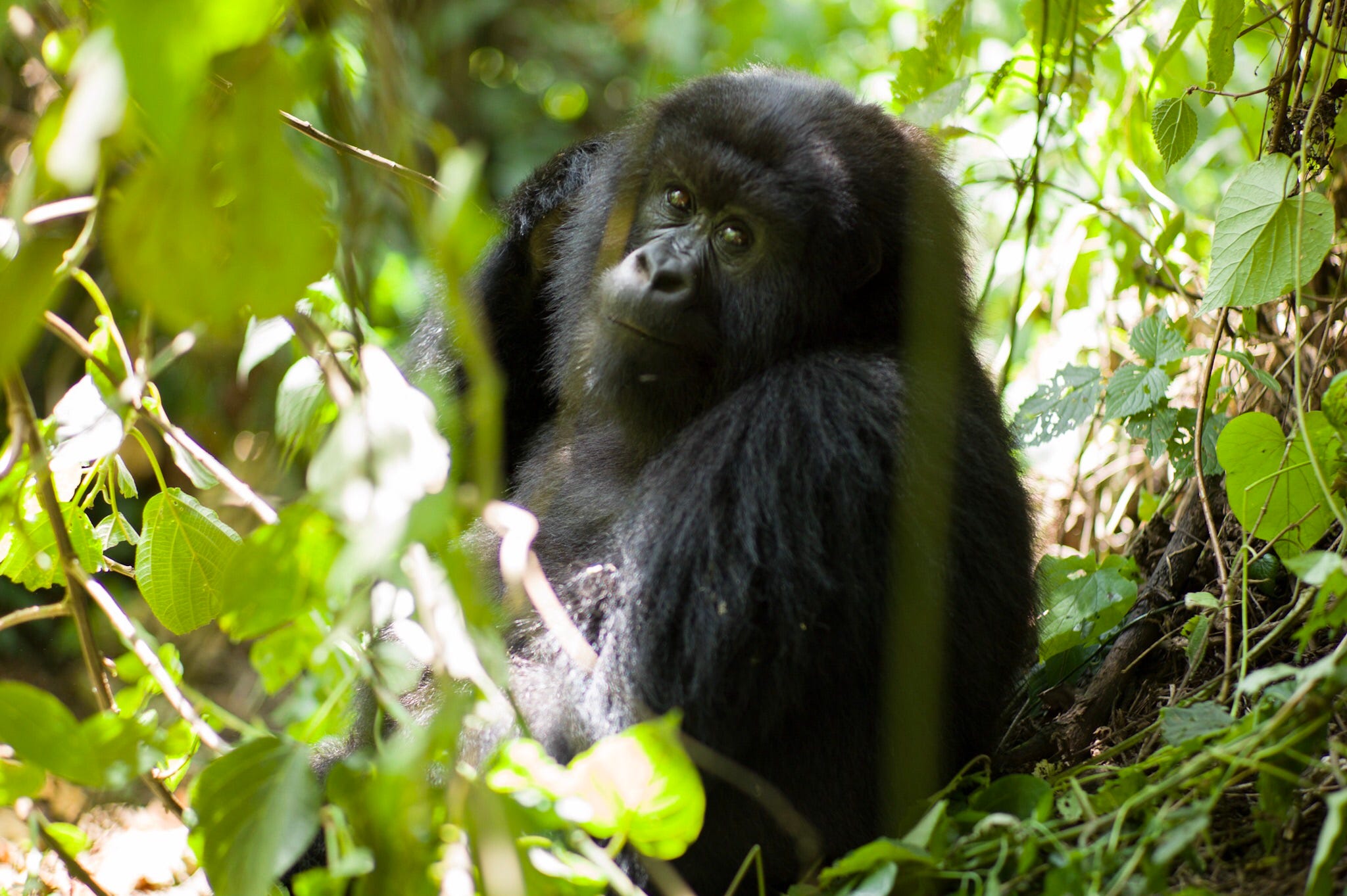 Mountain Gorilla in the high lands of the Democratic Republic of Congo (DRC)