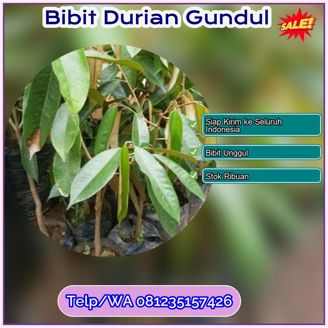 Pusat Pembibitan Bibit Durian Gundul Banggai Laut