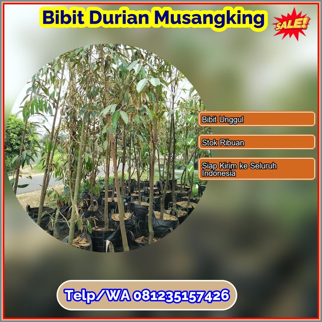 Pusat Pembibitan Bibit Durian Musangking Kota Bukittinggi