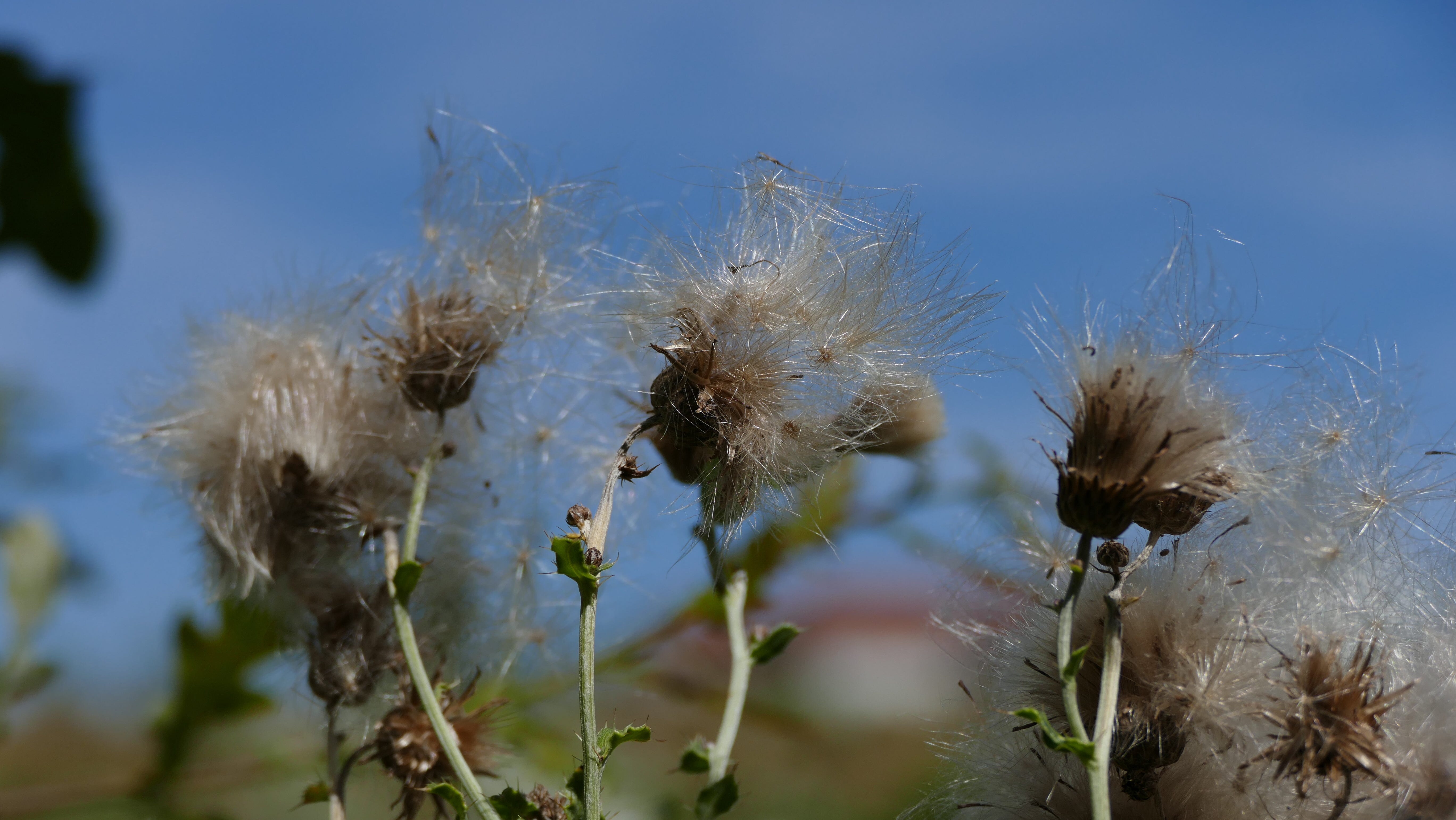 Pissenlits au bord des champs