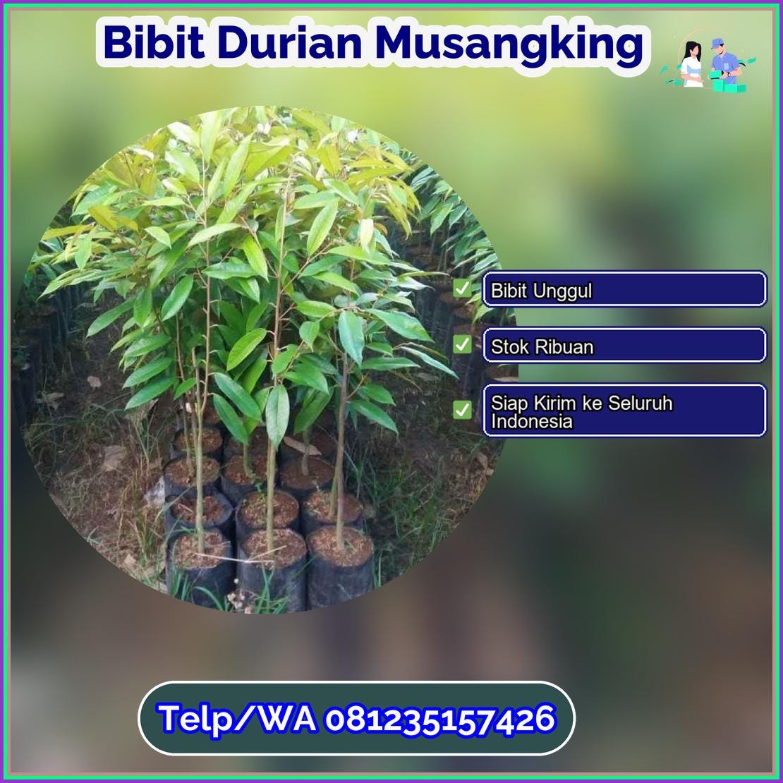 Jual Bibit Durian Musangking Takalar