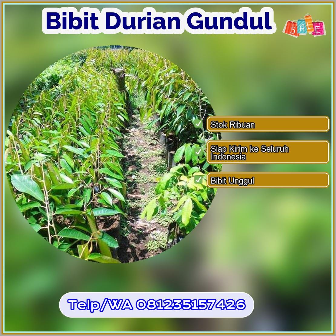 Jual Bibit Durian Gundul Ogan Ilir