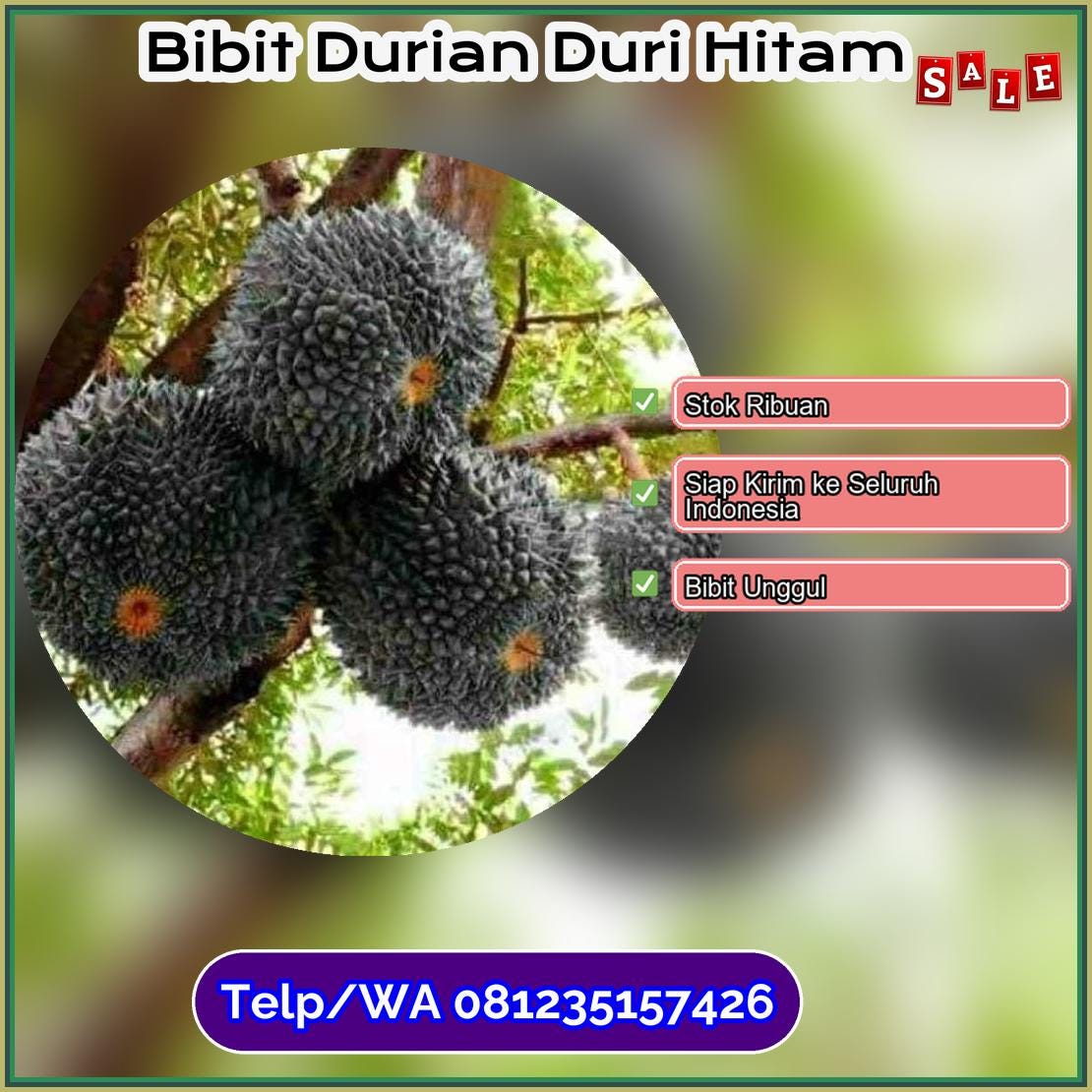 Grosir Bibit Durian Duri Hitam Gorontalo Utara