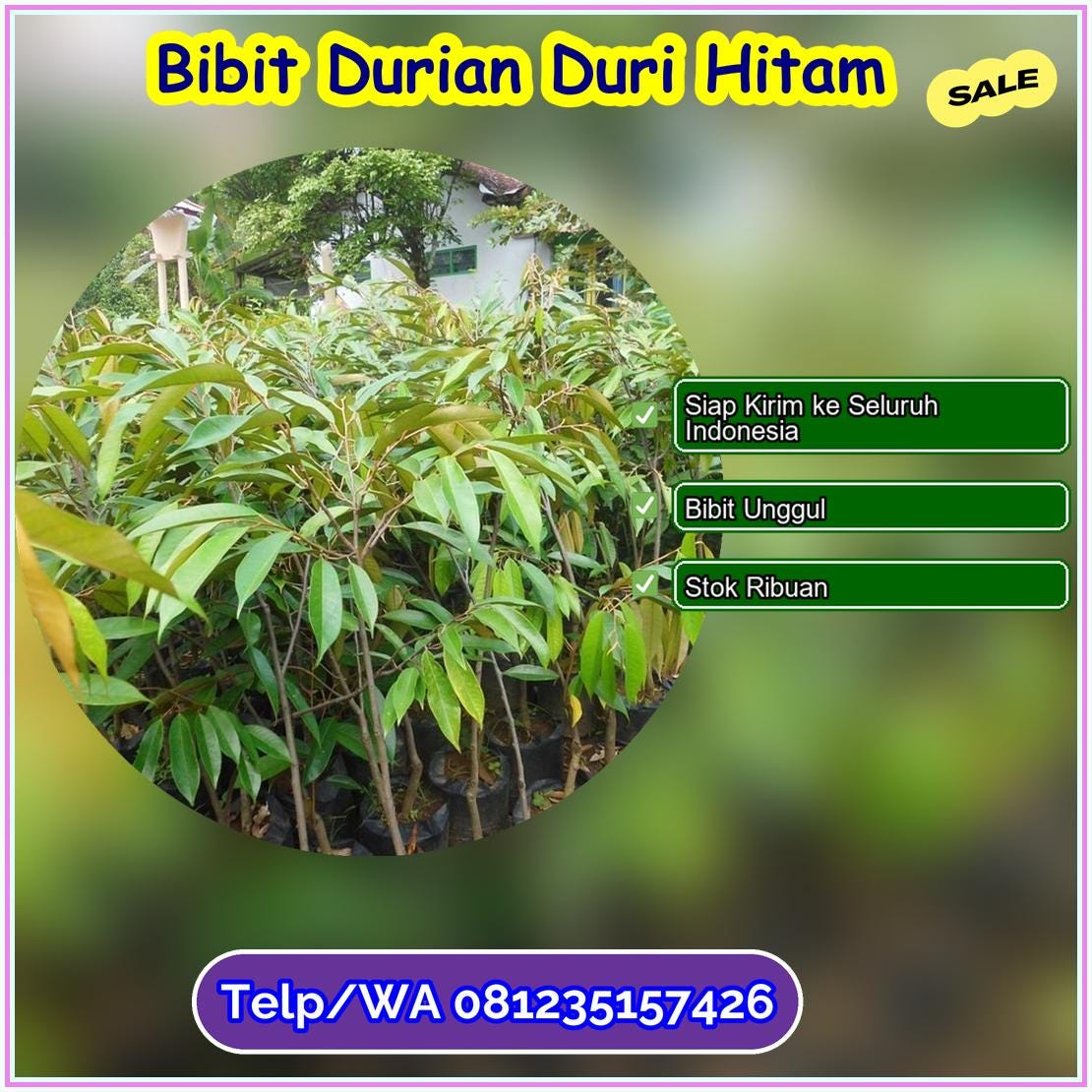 Supplier Bibit Durian Duri Hitam Kepulauan Anambas