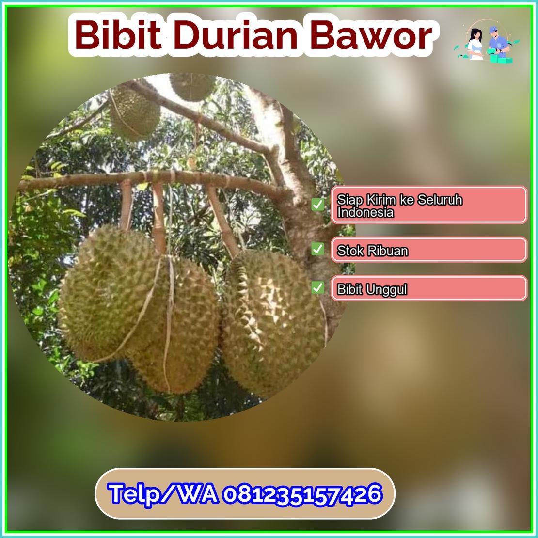 Harga Bibit Durian Bawor Sarolangun