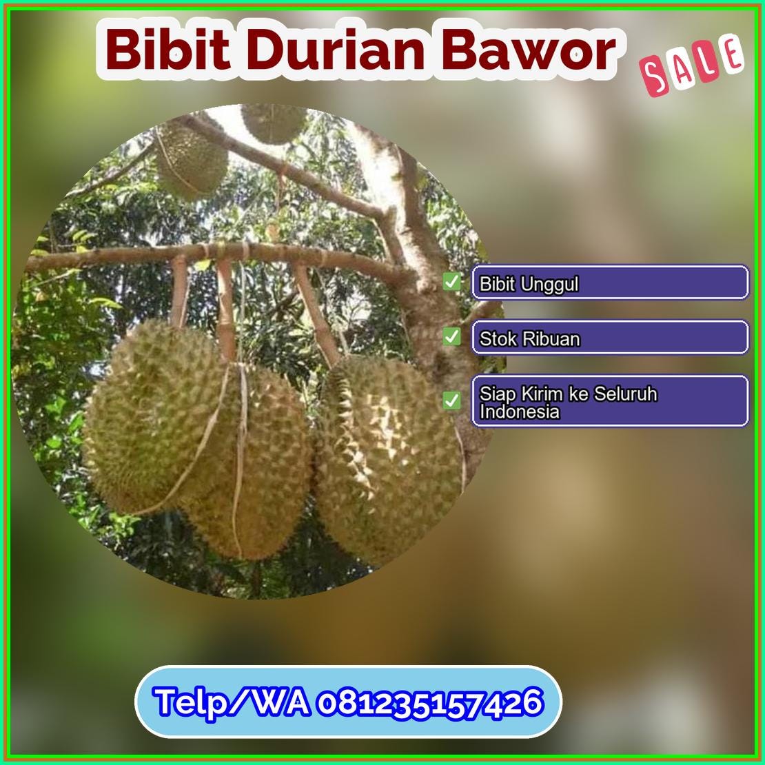 Harga Bibit Durian Bawor Kota Sungai Penuh