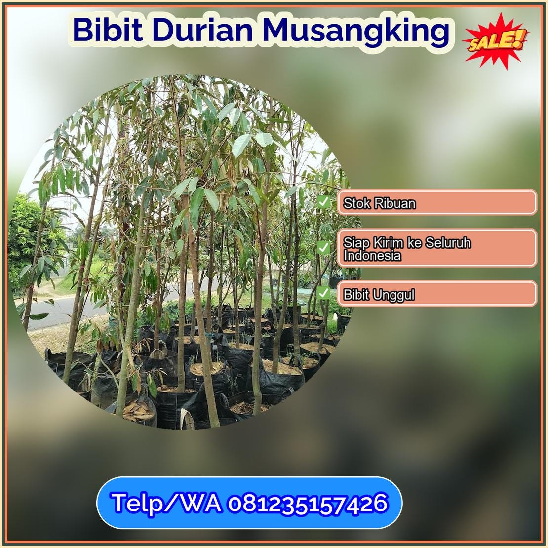 Supplier Bibit Durian Musangking Takalar