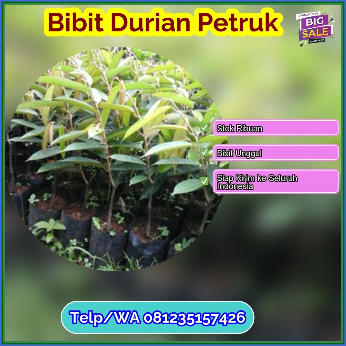 Jual Bibit Durian Petruk Lembata