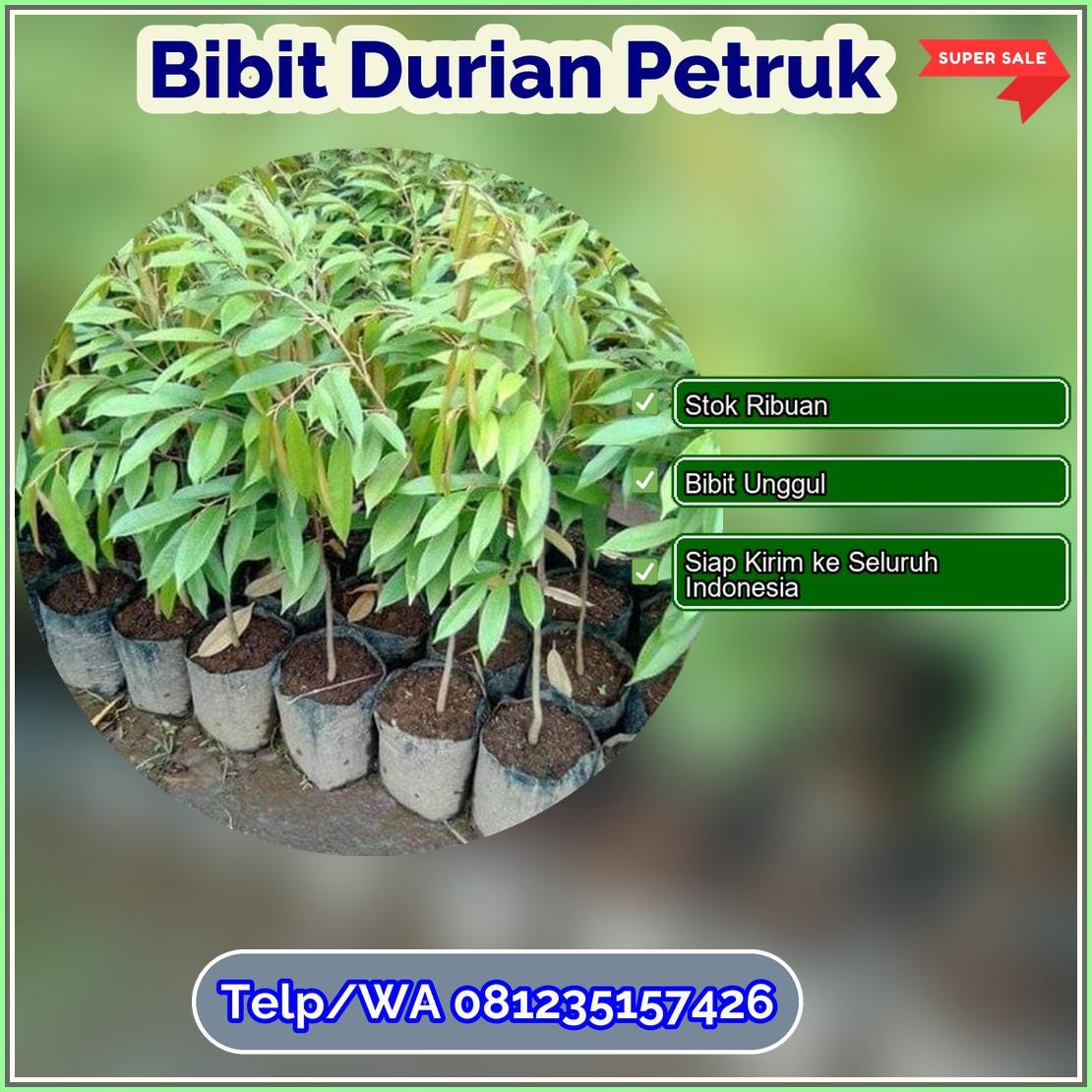 Harga Bibit Durian Petruk Teluk Bintuni