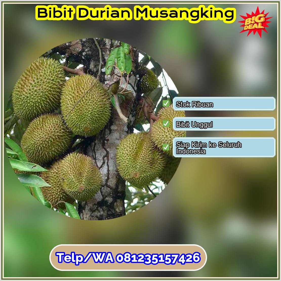 Jual Bibit Durian Musangking Kota Bukittinggi