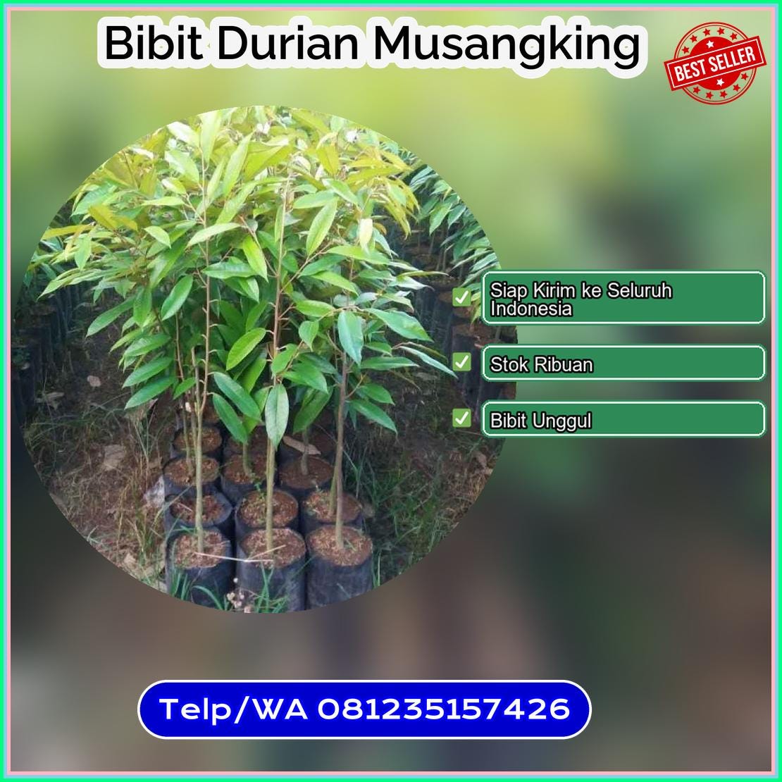 Supplier Bibit Durian Musangking Kota Pagar Alam