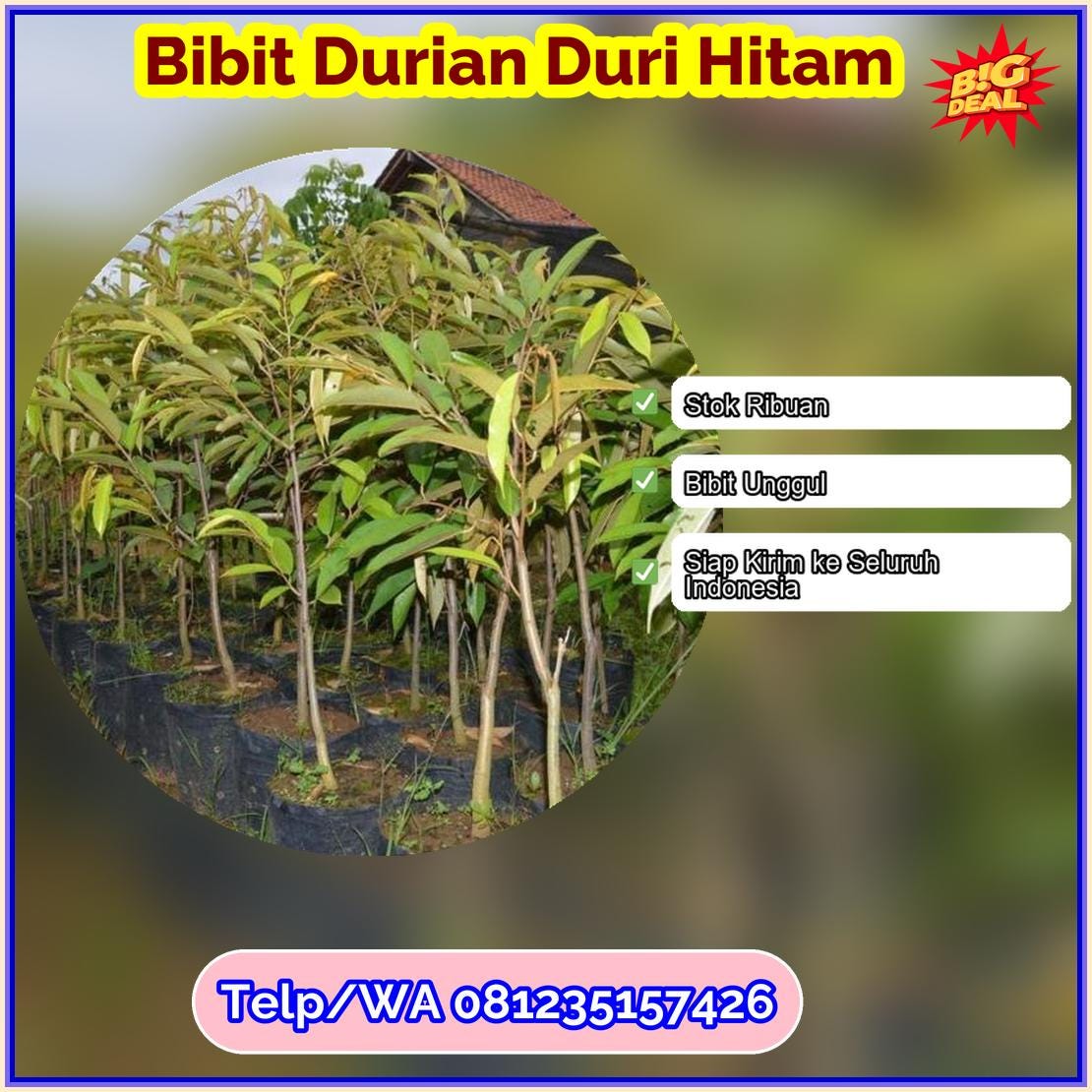 Pusat Pembibitan Bibit Durian Duri Hitam Gorontalo Utara