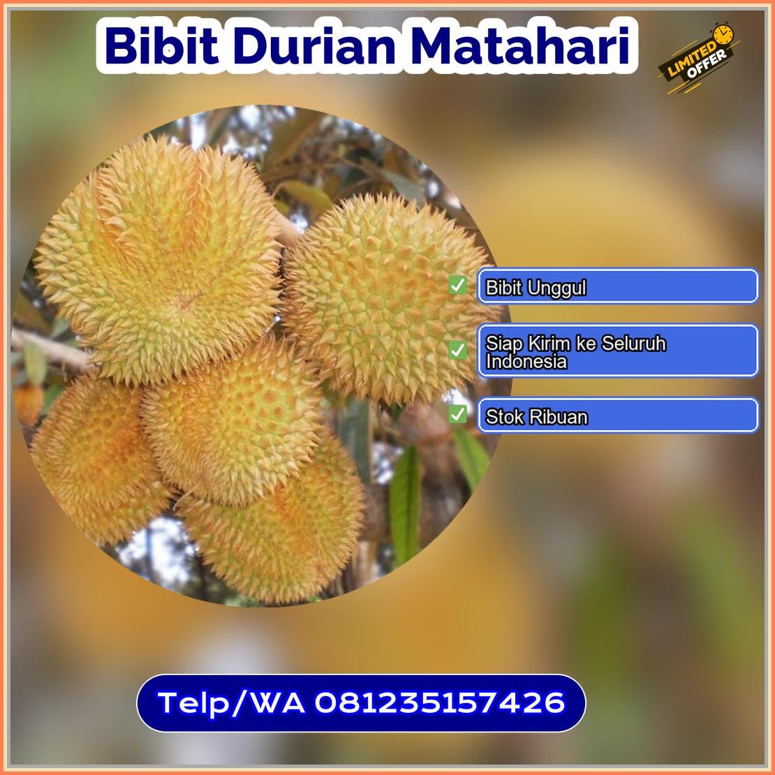 Harga Bibit Durian Matahari Purworejo