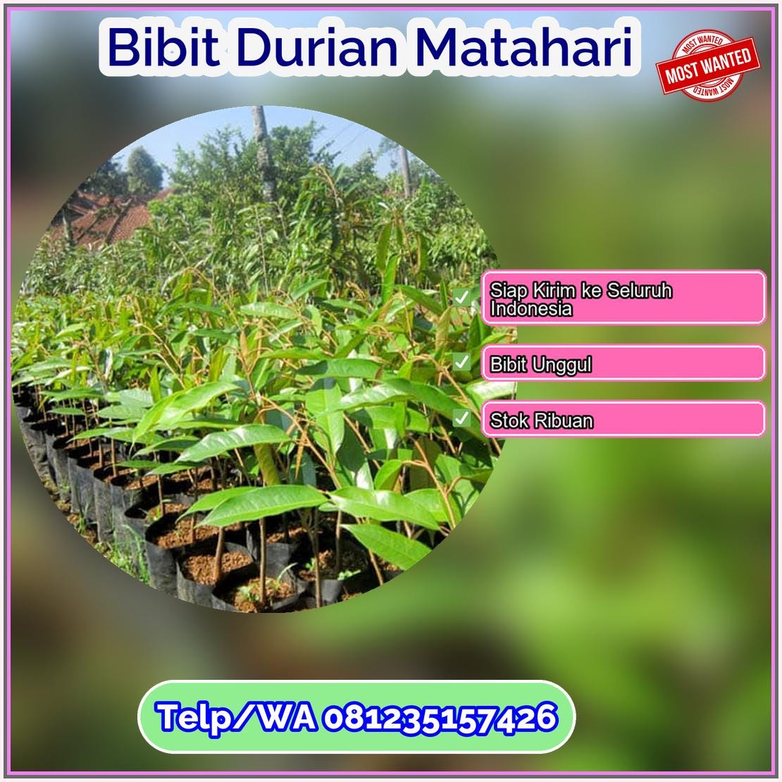 Pusat Pembibitan Bibit Durian Matahari Pidie Jaya