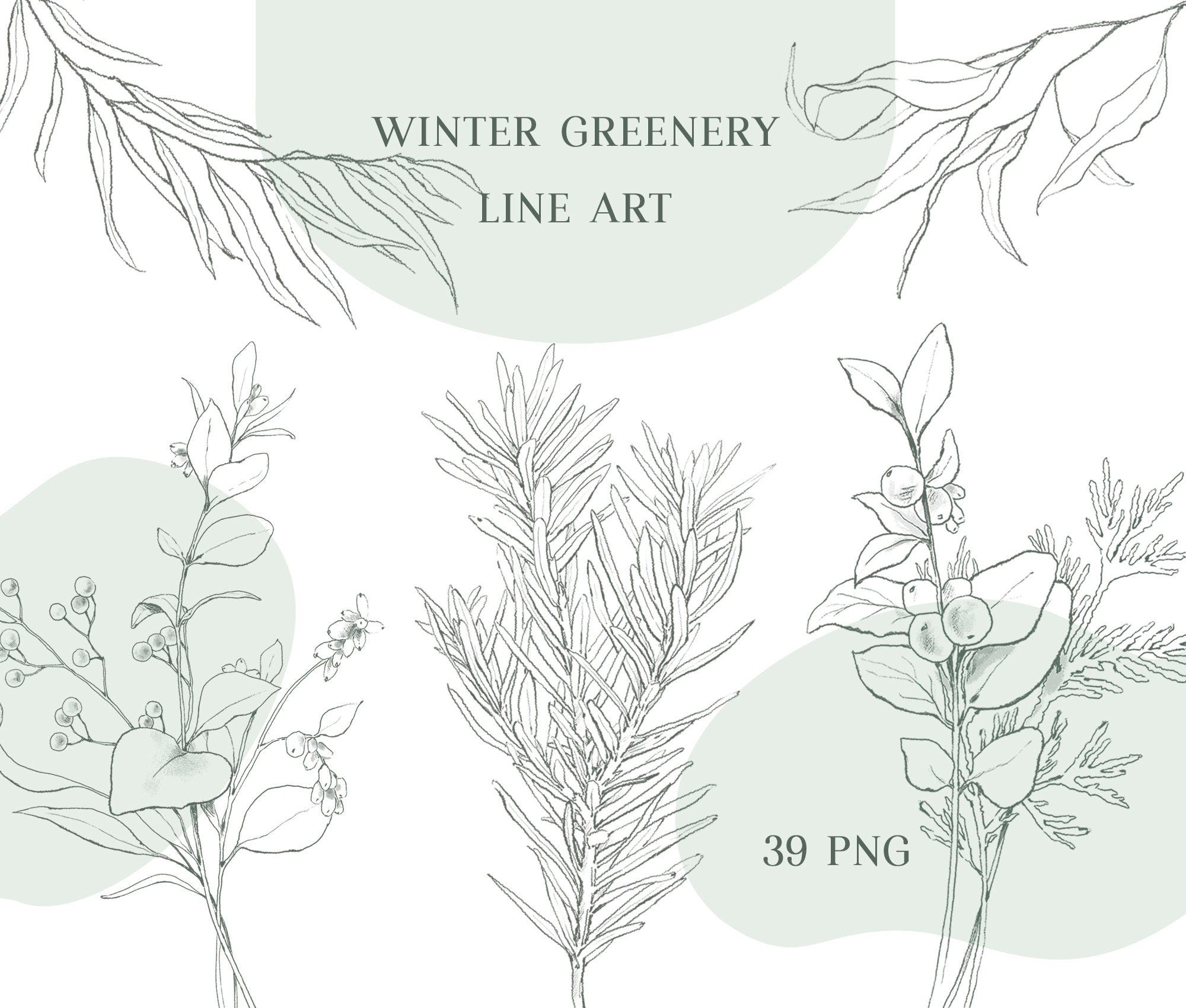 Winter greenery line art clipart png, commercial, pencil sketch eucalyptus line art, wedding, bridal, fine art graphic, spruce, snowberry
