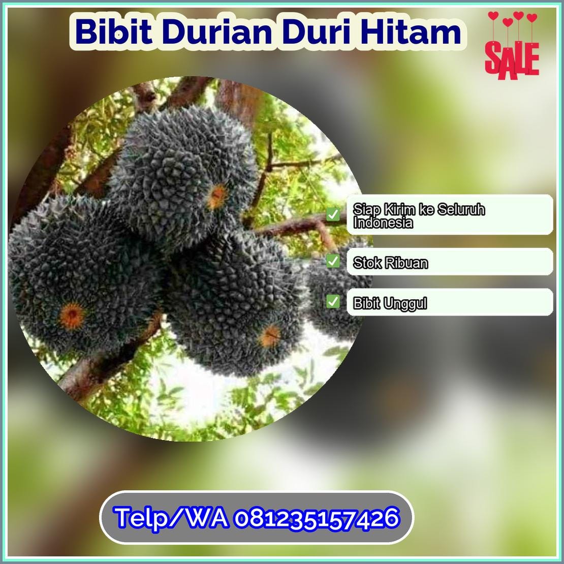 Grosir Bibit Durian Duri Hitam Banjarnegara