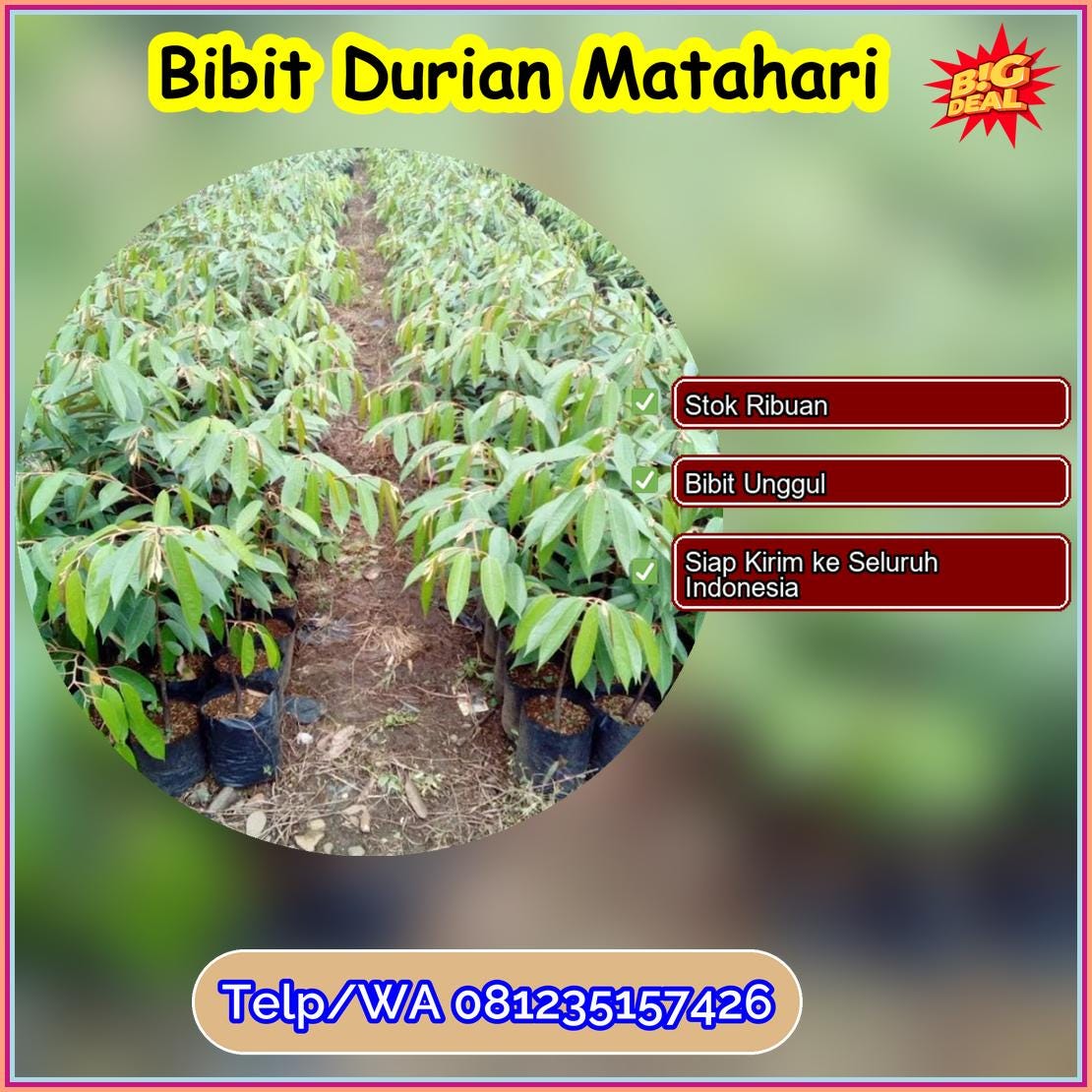 Pusat Pembibitan Bibit Durian Matahari Purbalingga