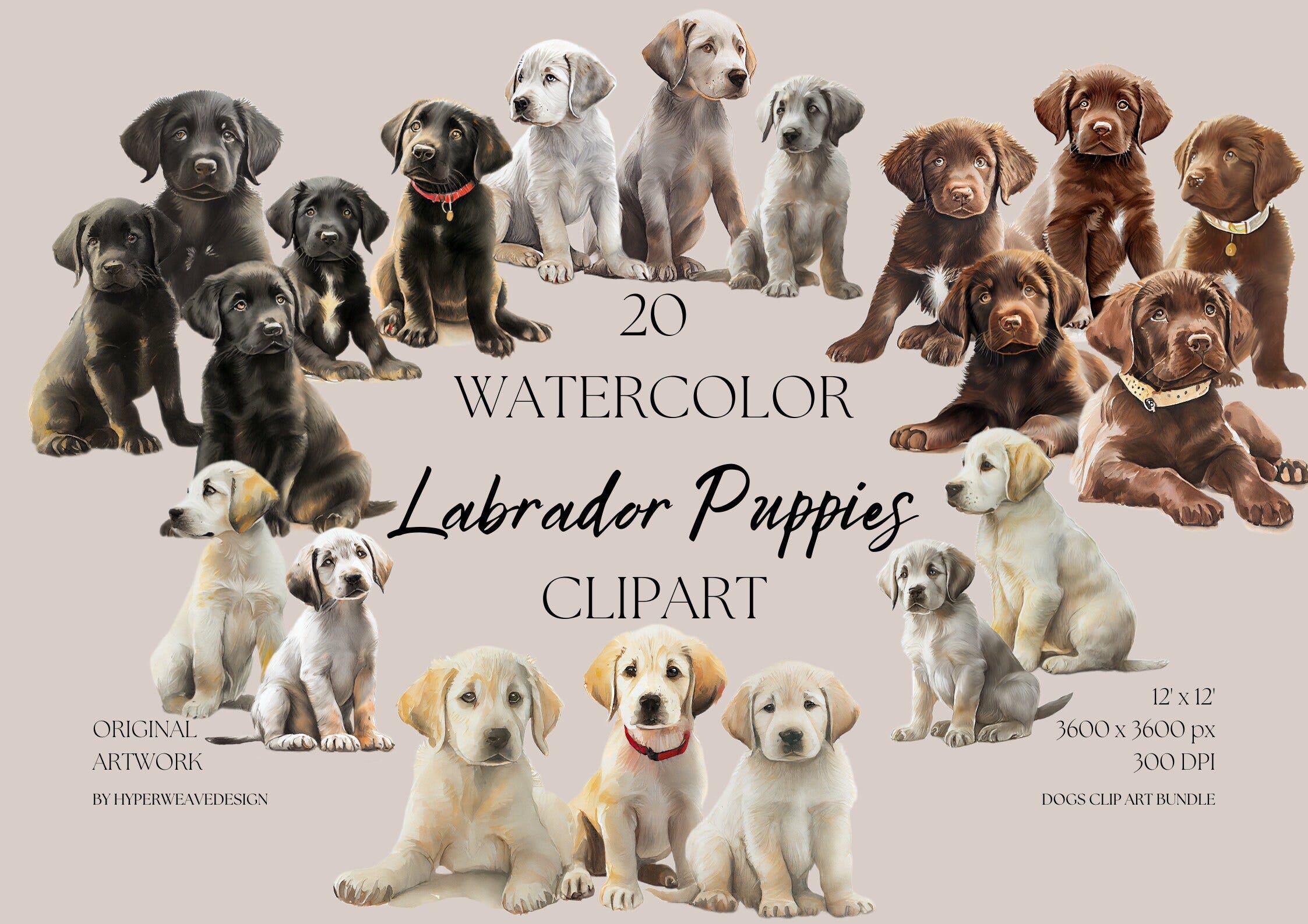 20 Labrador Retriever Puppies Clipart Set - Black - Chocolate - Yellow - Hand Drawn - Dog Breed - Watercolor Digital PNG - Cute Animals Pets