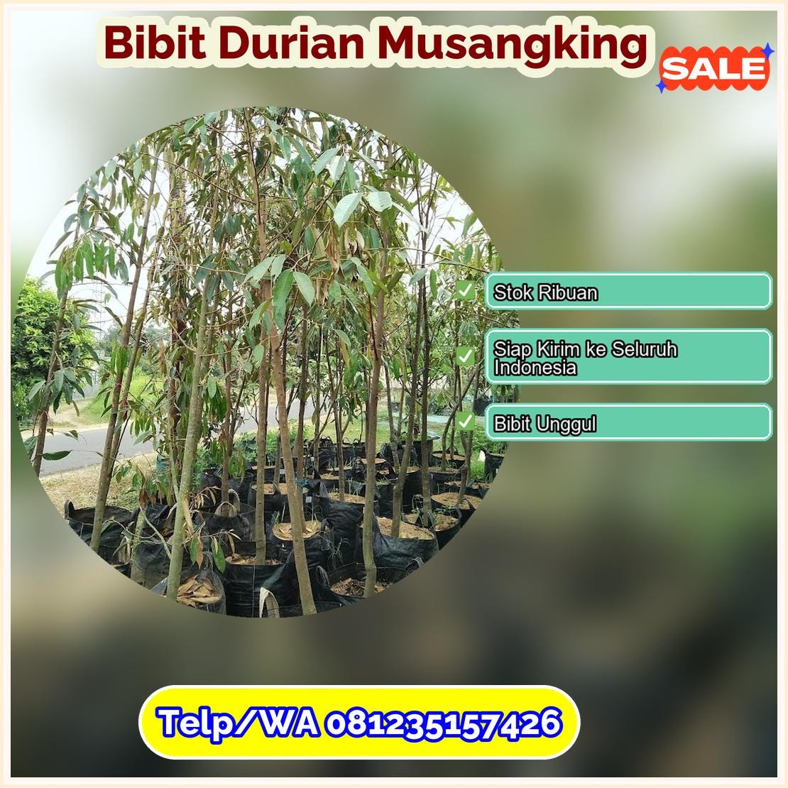 Supplier Bibit Durian Musangking Kota Makassar