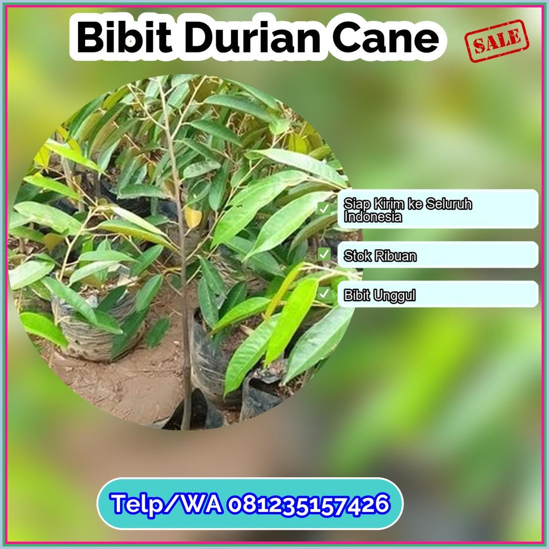 Supplier Bibit Durian Cane Tegal