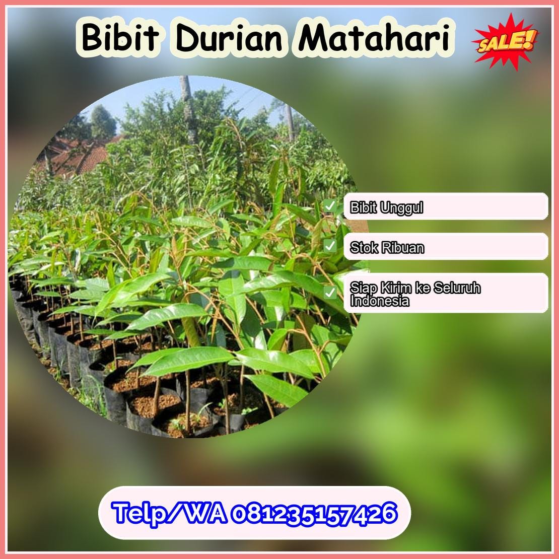 Harga Bibit Durian Matahari Klaten