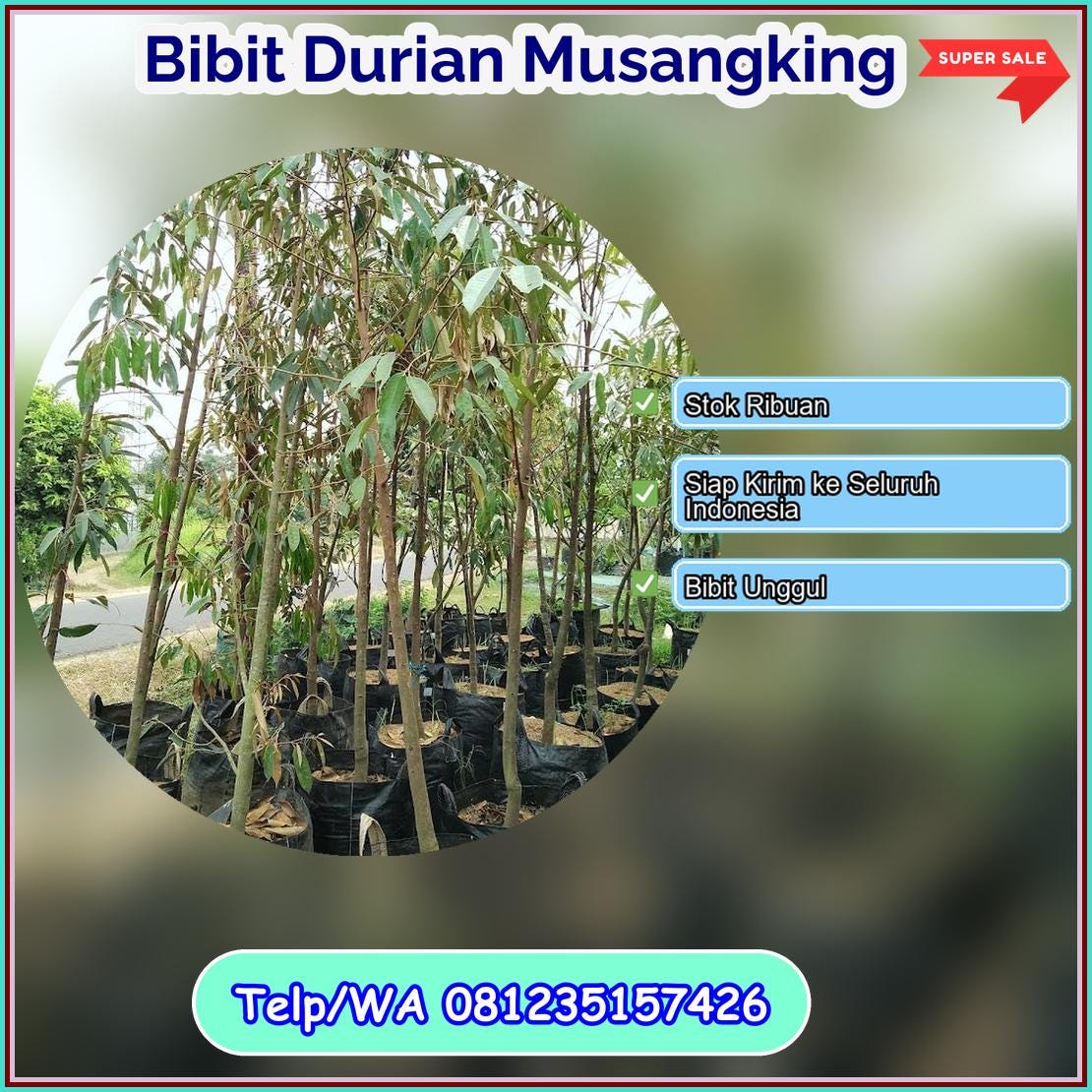 Pusat Pembibitan Bibit Durian Musangking Kota Bau-Bau