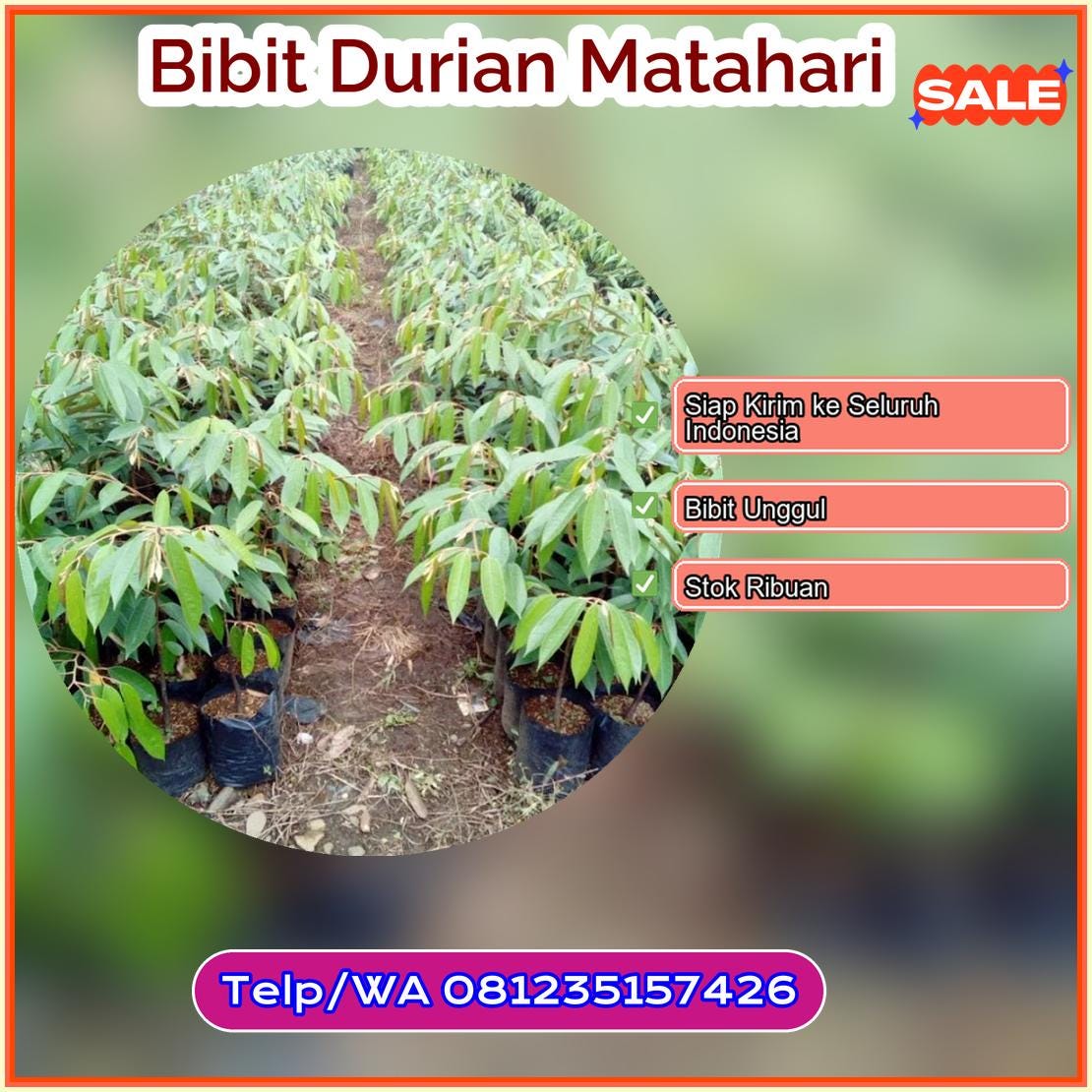 Supplier Bibit Durian Matahari Seluma