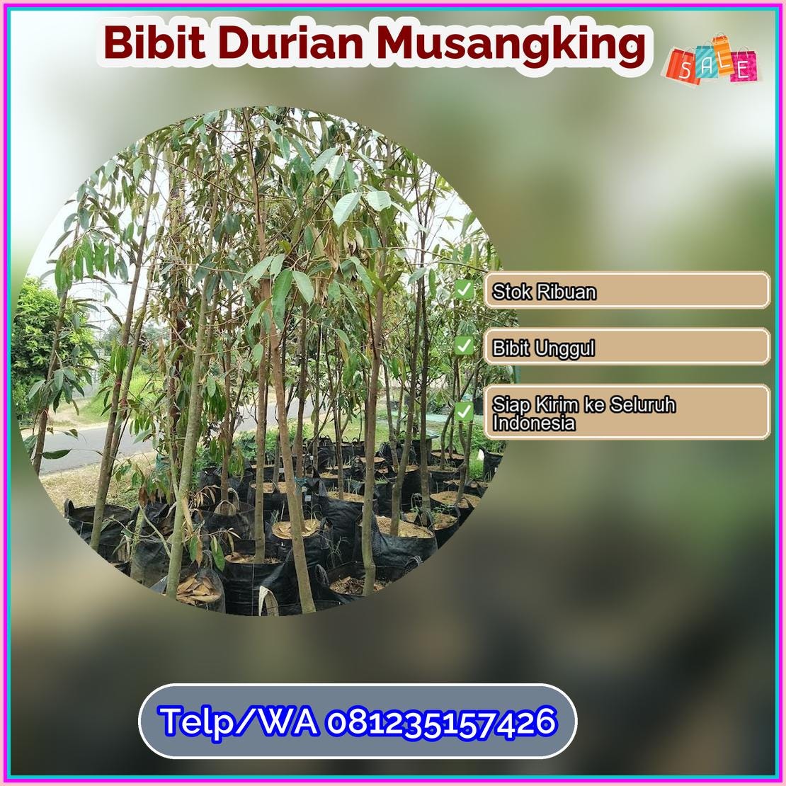 Supplier Bibit Durian Musangking Kota Pagar Alam